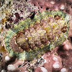 Tonicia sp. A